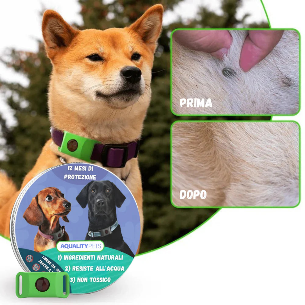 collare oli essenziali